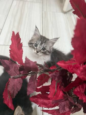 Purebred kittens (Mcallen)63622346024065122