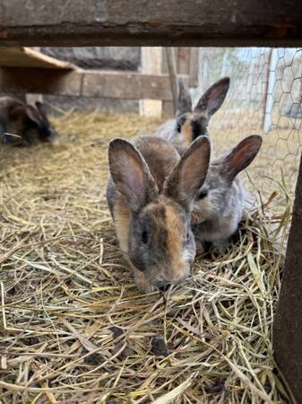 Standard Rex Rabbits 1