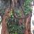 CRESTED GECKO MALE 3 thumbnail