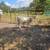 charolais bull 1 thumbnail