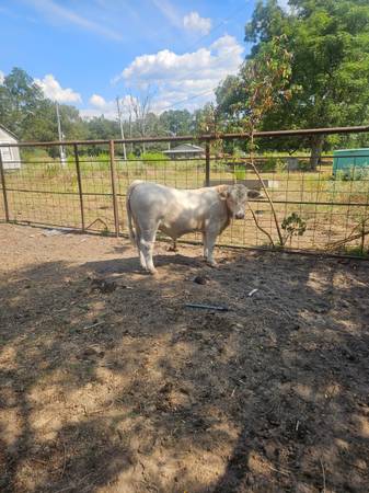 charolais bull 1