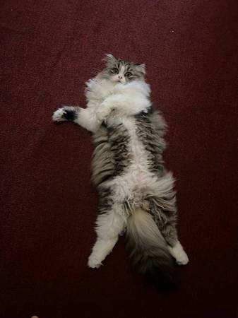 Gato/Gatita Escocés Recto (Everett)63885716798211120