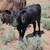 2 heifer calves 6 thumbnail