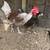 Rooster 3 thumbnail
