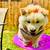 CHOW CHOW 2 thumbnail