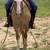 Gelding 2 thumbnail