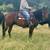 Bay Gelding 3 thumbnail