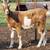 3 Young Lamancha Doelings 2 thumbnail