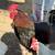 Chickens 5 thumbnail