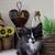 Kittens- Newark 4 thumbnail