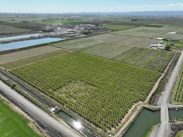 $650,000 56.27 +/- Acres Orchard (Wapato, WA)64319762290179122