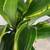 Healthy plant in a ceramic pot 3 thumbnail