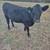 4 Black Angus Heifers 6 thumbnail