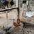 Turken Chickens 5 thumbnail