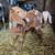 Two Bucklings 1 thumbnail