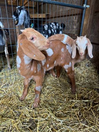 Two Bucklings 1
