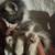 friendly kittens 3 thumbnail