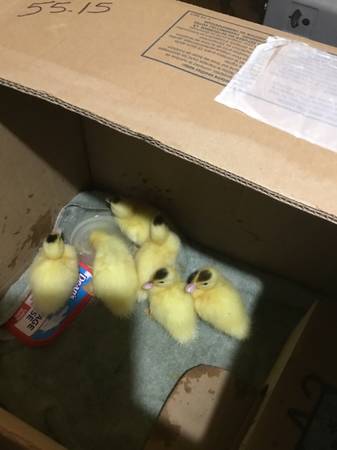 Muscovy ducks 1