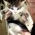 9 week old kittens 1 thumbnail