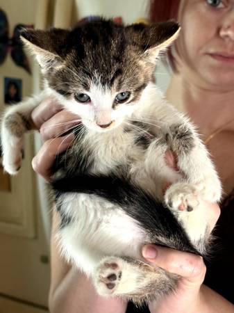 9 week old kittens 1