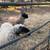 Sheep 1 thumbnail