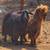 Mini silky goat (boy) 5 thumbnail