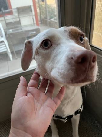 Lost Dog, 103rd and Wads (Broomfield)63921365078402121