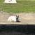 Boer goat buck 3 thumbnail