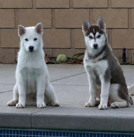 Cachorros de Siberian Husky (South Pasadena)