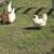 Laying Hens 4 thumbnail