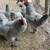 Lavender Orpington roos 2 thumbnail