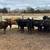 Beef Calves 1 thumbnail