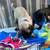 Boy pug 2 thumbnail