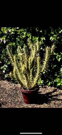 Beautiful, healthy cactus 1