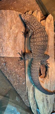 Tegu 1