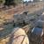Suffolk Sheep 4 thumbnail