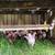 Rhode Island Red/White Leghorn Chickens 2 thumbnail
