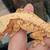 Crested geckos 5 thumbnail