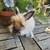 French Angora Bunny Rabbit Chocolate Tort 4 thumbnail