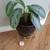 Easy to Grow Houseplants Including Large Pots - Only $20 Each! 1 thumbnail