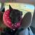 free belgian malinois 1 thumbnail