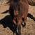 Pony 2 thumbnail