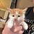 2 kittens for adoption 2 thumbnail