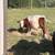 Belted Galloway 4 thumbnail