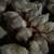 Fat young Cornish cross meat bird chicks 3 thumbnail