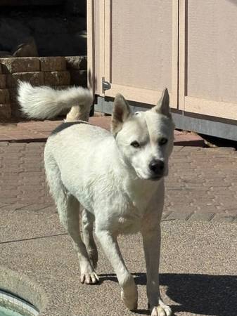 Husky de compañía necesita hogar permanente63848875842305120