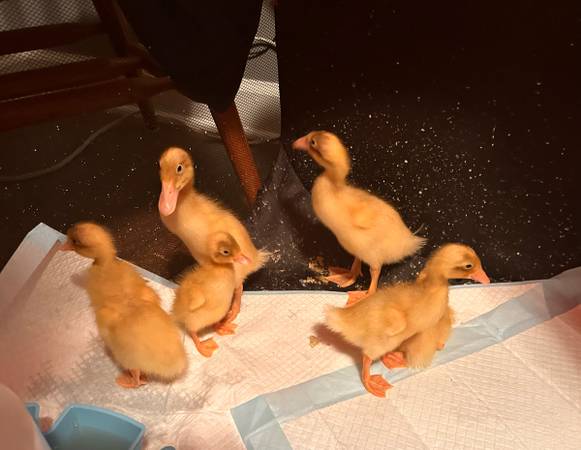Runner Duck Ducklings Fawn & White 1