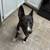 Rehoming my dog 1 thumbnail