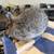 Netherland Dwarf Rabbit - Chinchilla Buck 1 thumbnail
