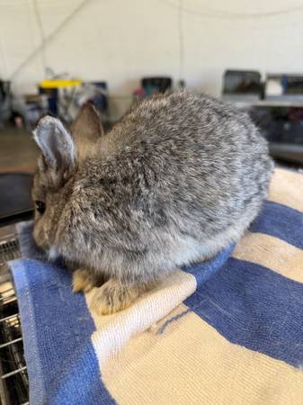 Netherland Dwarf Rabbit - Chinchilla Buck 1